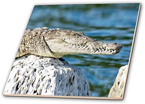 Crocodilo 3drose. Jacaré. Imagem popular. - ladrilho de cerâmica, 4 polegadas