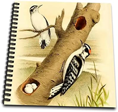 3drose vintage Bird Ilustração Downy Woodpecker Casal com ovo. - desenho de livros