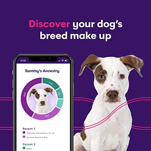 2 pacote Orivet Dog DNA Teste | Kit de teste de identificação de raças de genopet cão, testes genéticos, riscos à saúde hereditários