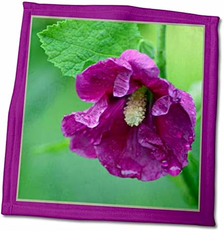 3drose beautiful fuchsia hollyhock flor com gotas de chuva - toalhas