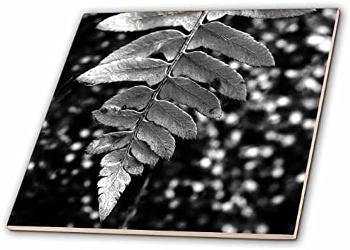 3drose uma macro em preto e branco fotografia de uma folha de samambaia pendurada sobre musgo. - Azulejos