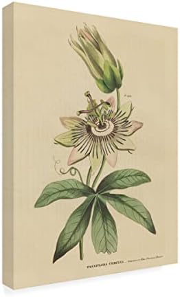 Marca registrada Bine Art 'Herbal Botanical XXI' Arte de tela por portfólio de maçã selvagem