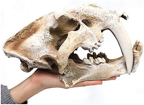 Luckfy Dinosaur Skull Model Resina Dinosaur Triceratops Réplica IMITATIONBONE Esqueleto para Decoração de Decoração de Office