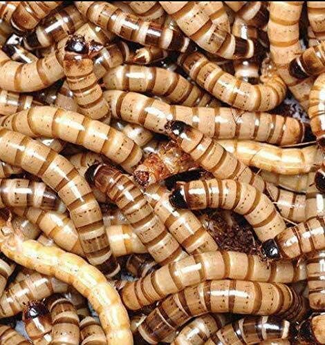 Predator Foods Super Worms a granel - King Worms grande - 100 contagem